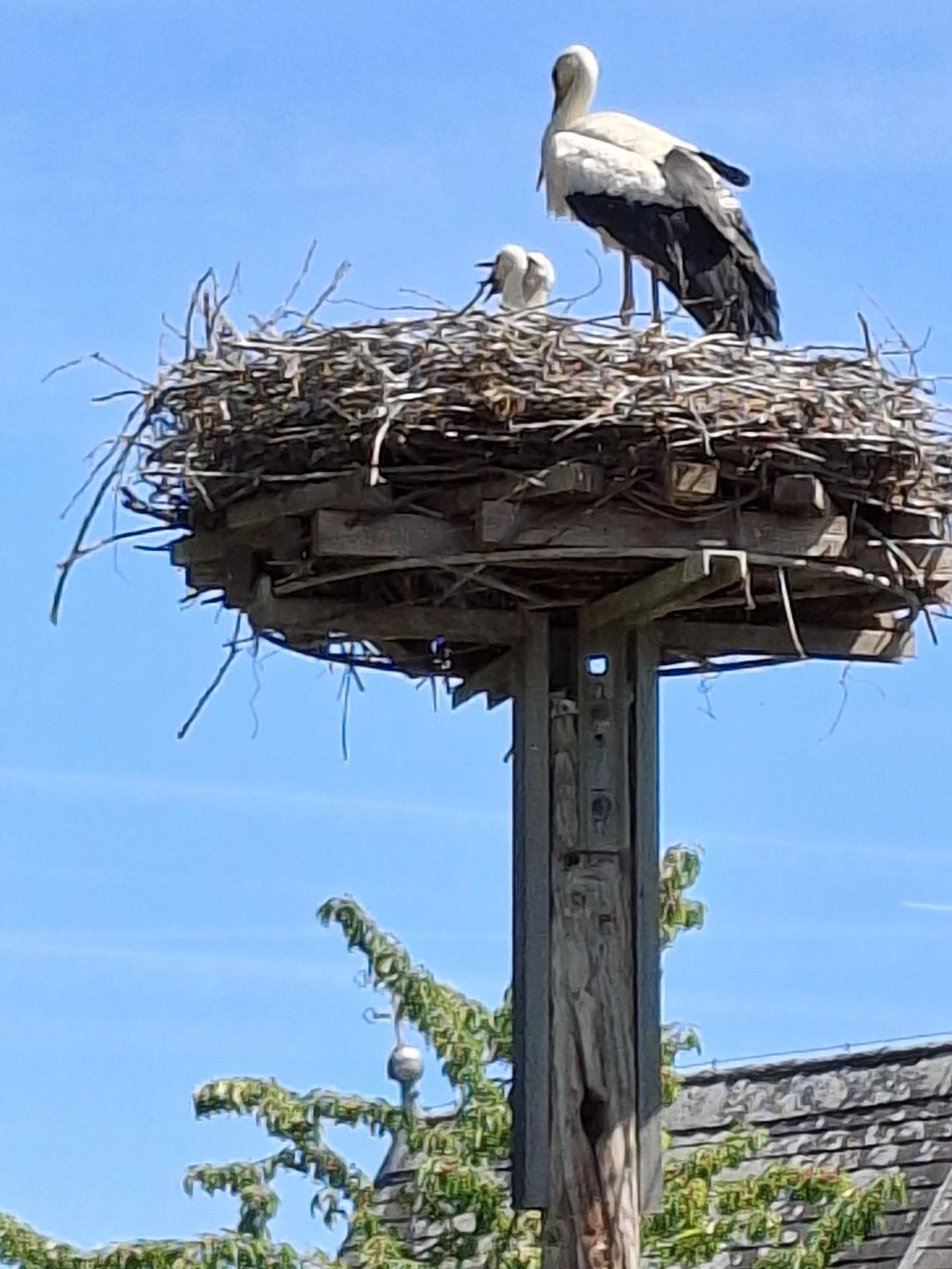 A stork stands on a nest on a pole with a young stork nearby under a clear blue sky.
