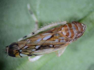 A close-up of a small insect with a brown body and patterned wings on a green leaf. It has a distinct head and a slender body.