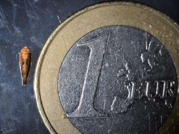 A one-euro coin, slightly worn, lies on a dark surface. Adjacent to the coin is a small, elongated insect, likely a larva.