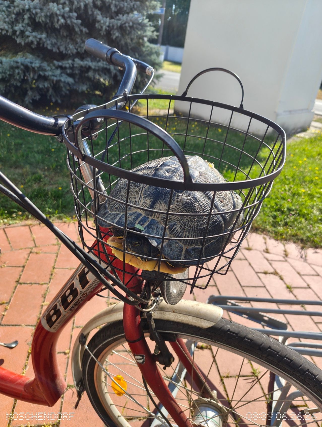 Ein rotes Fahrrad mit einem schwarzen Korb vorne steht draußen. Eine Schildkröte ruht im Korb, mit einem gelben Gegenstand in der Nähe. Das Fahrrad steht auf einem Ziegelweg, mit grünem Gras und Bäumen im Hintergrund.