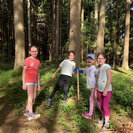 Bild enthält, Grove, Land, Tree, Vegetation, Woodland, Path, Grass, Park, Portrait, Jungle