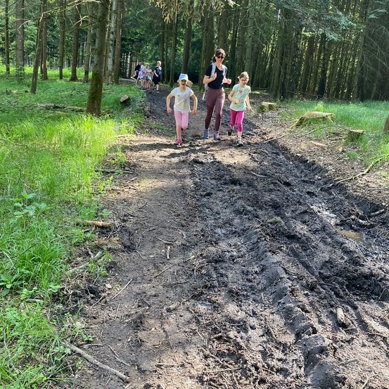 Bild enthält, Grove, Land, Path, Tree, Vegetation, Woodland, Walking, Trail, Grass, Park