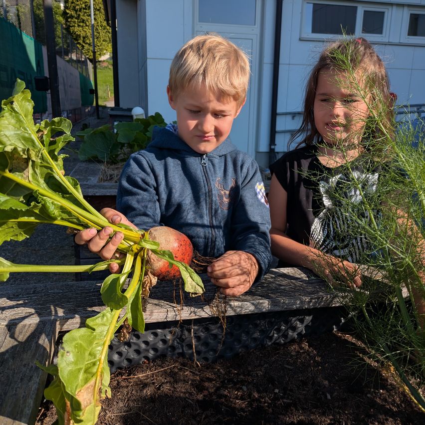 Two children are harvesting vegetables in a garden. A boy holds a beet and a girl holds a plant.