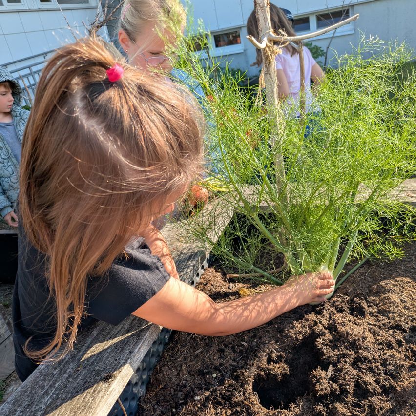 A young girl plants a green herb in a garden bed while others watch.