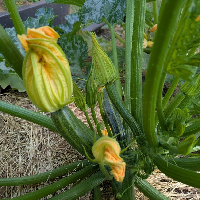 Ein Nahaufnahme einer Zucchinipflanze mit einer blühenden Blume und einer grünen Zucchini, umgeben von anderen grünen Blättern und Stielen.