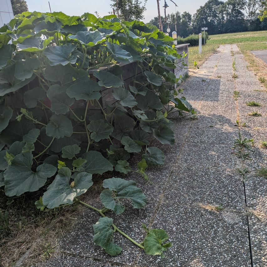 Ein Gemüsegarten mit grünen Blattpflanzen, die in einem Holzrahmen wachsen, befindet sich neben einem Kiesweg. Die Pflanzen haben große Blätter und befinden sich in einem sonnigen Bereich.