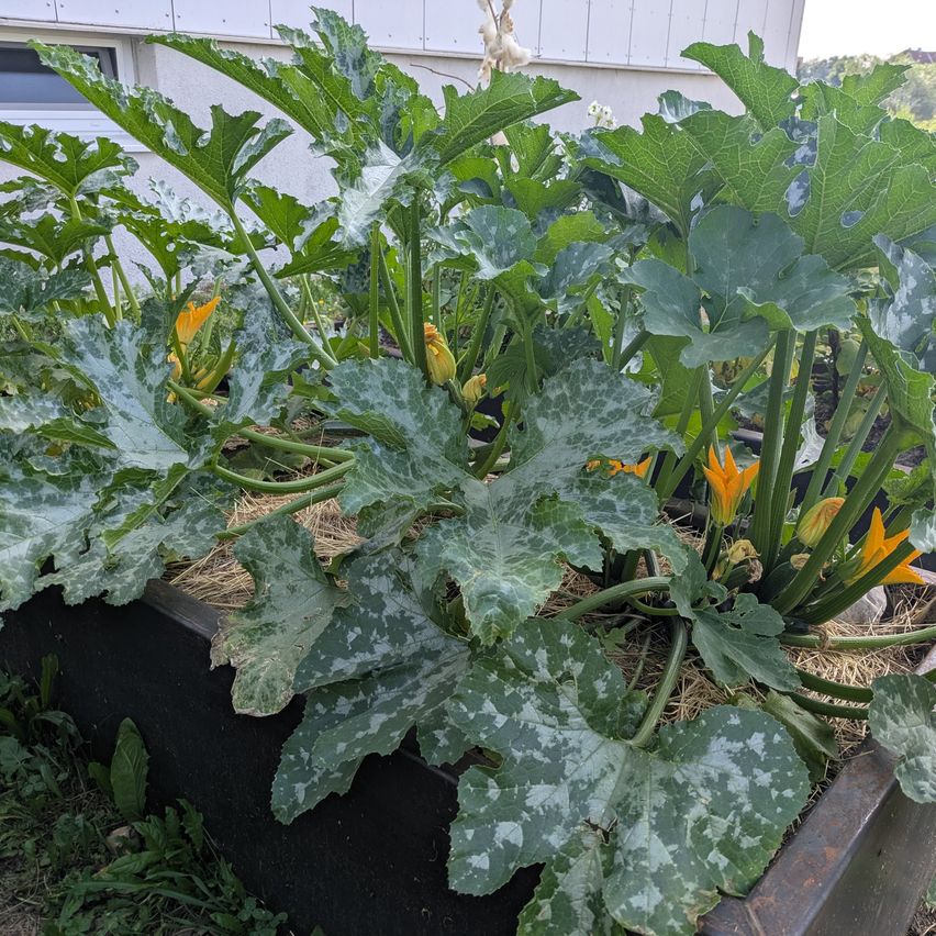 Ein Gartenbeet mit üppigen grünen Blättern und gelben Blüten in einem schwarzen Pflanzgefäß, mit einem weißen Gebäude im Hintergrund.