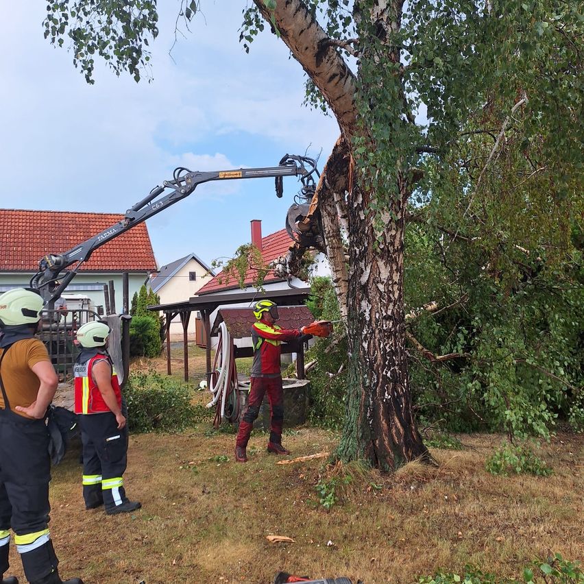 Ein Mann in einem roten und gelben Anzug säg einen Baum mit einer Kettensäge, während andere zuschauen.