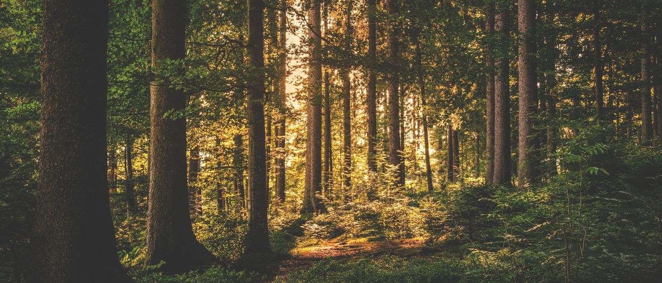 Vegetation, Sunlight, Land, Nature, Outdoors, Tree, Woodland, Scenery, Grove