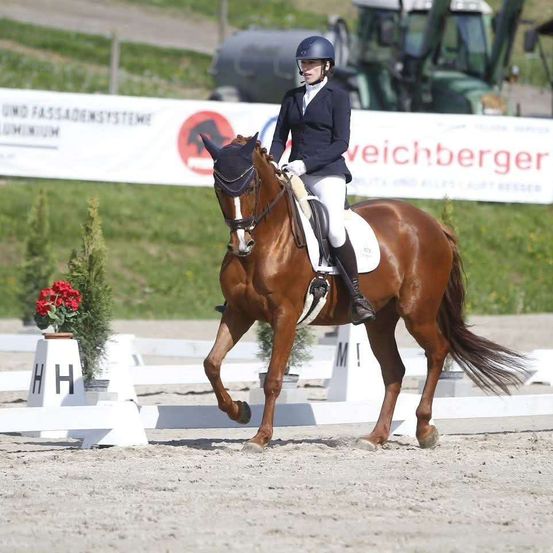 Ein Reiter in blauer Jacke und weißen Hosen auf einem braunen Pferd mit Zaumzeug springt über Hindernisse auf einem sandigen Feld, im Hintergrund ein Traktor.