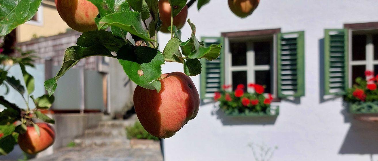 Bild enthält, Food, Fruit, Produce, Leaf, Potted Plant, Apple, Pear, Window, Grass, Peach