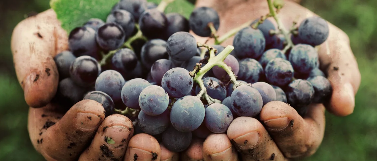 v1_migrated_image_5145553