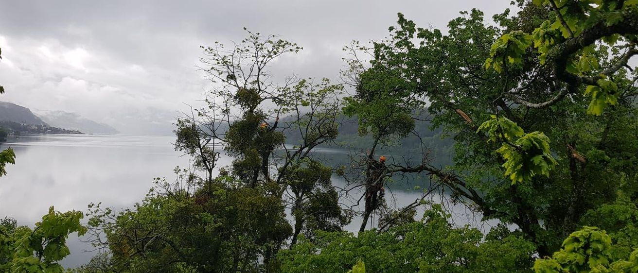 Bild enthält, Land, Rainforest, Tree, Vegetation, Scenery, Jungle, Green, Landscape, Woodland, Wilderness