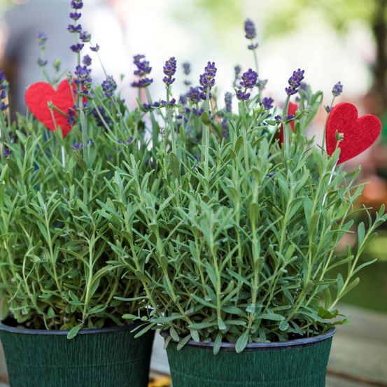 Bild enthält, Flower, Plant, Herbal, Herbs, Geranium, Potted Plant, Lavender, Leaf