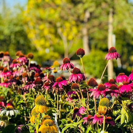 Bild enthält, Daisy, Flower, Petal, Summer, Nature, Outdoors, Spring, Vegetation, Dahlia, Herbal