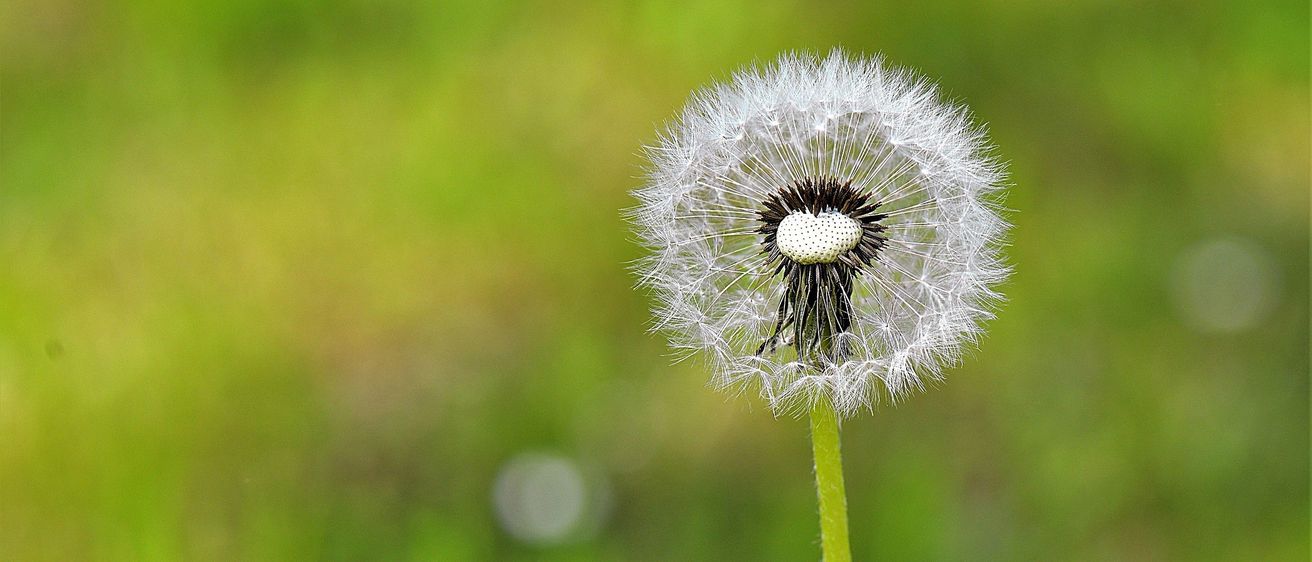 Eine Nahaufnahme einer Löwenzahnblüte mit weißen Blütenblättern und einem dunklen Zentrum, umgeben von einem grünen Stiel und einem unscharfen grünen Hintergrund.