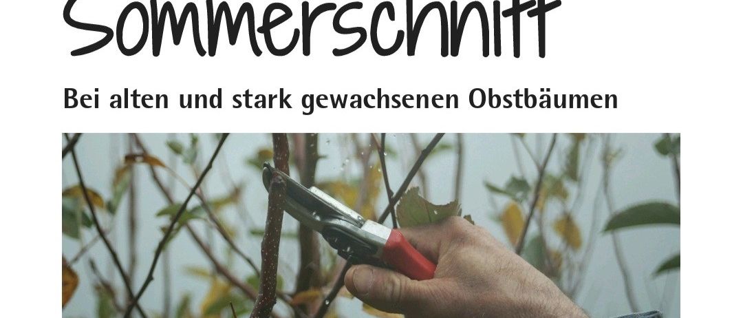Workshop zum Sommerschnitt bei alten und stark gewachsenen Obstbäumen. Paul Kreuzberger, Obst- und Gartenbauverein Bischofshofen. Datum: Sa, 27. Juni 2026, 8:00-10:00 Uhr. Ort: Pfarrhofgarten Pfarrwerfen, Dorfwerfen 1.
