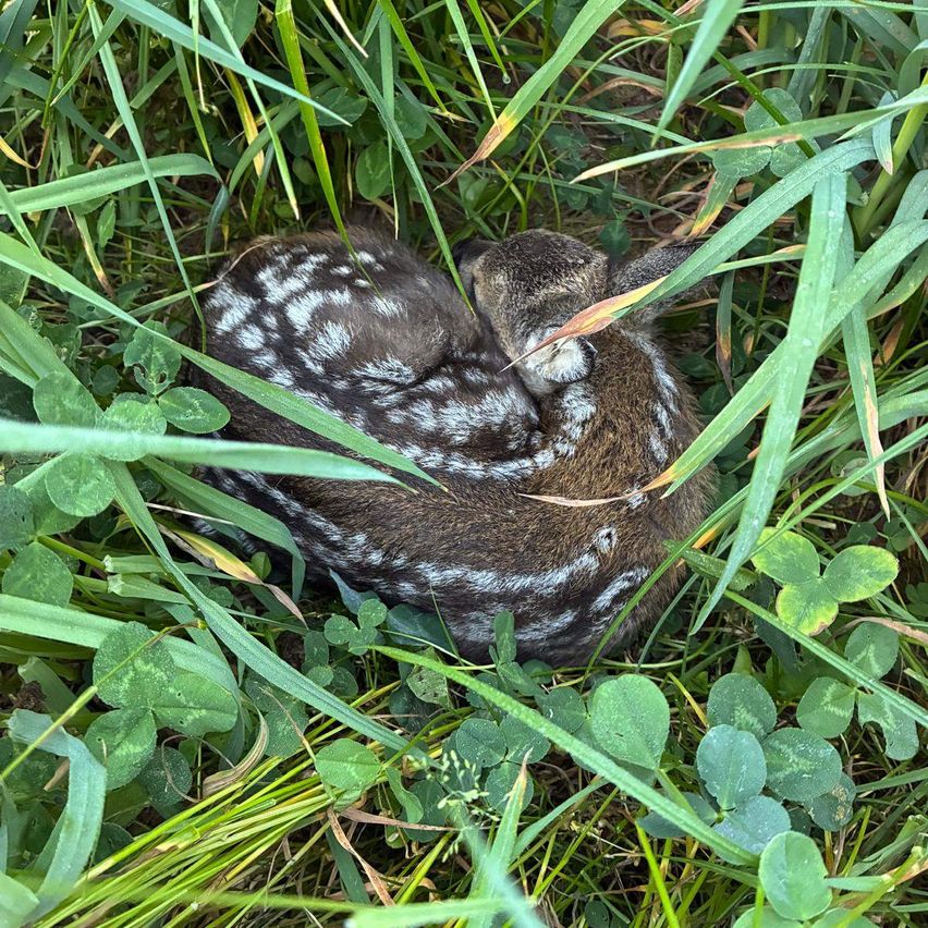 Ein kleines Rehkit mit weißen Flecken liegt eingerollt im Gras, möglicherweise ruhend.
