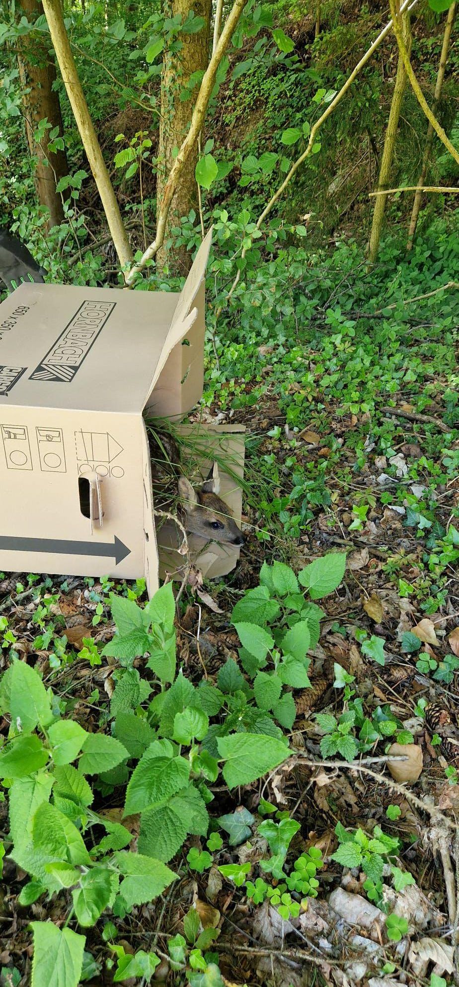 Ein kleines Reh, das aus einer Pappschachtel in einem Wald lugt. Die Schachtel hat ein Logo und Pfeile, die die Öffnungsrichtung anzeigen.