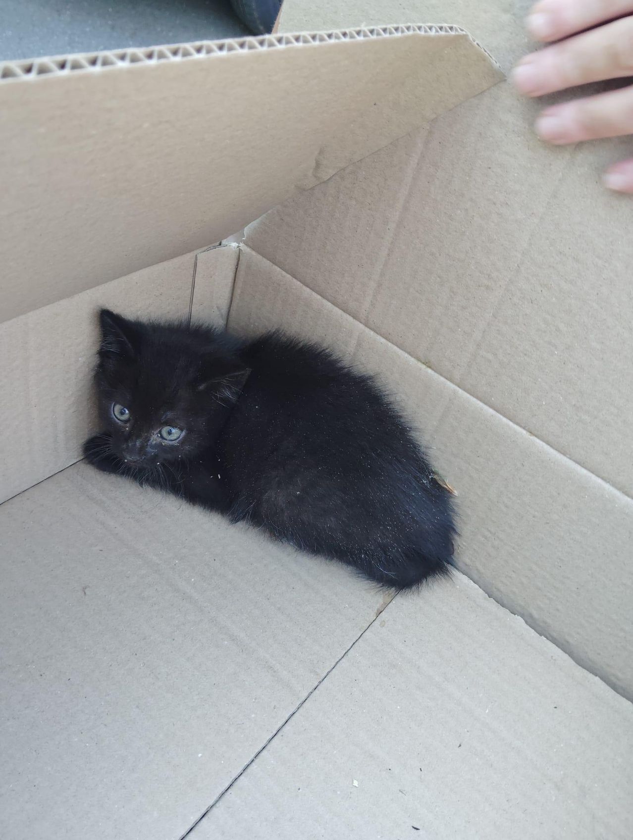A small black kitten with bright blue eyes is lying inside a cardboard box. It seems to be resting comfortably.