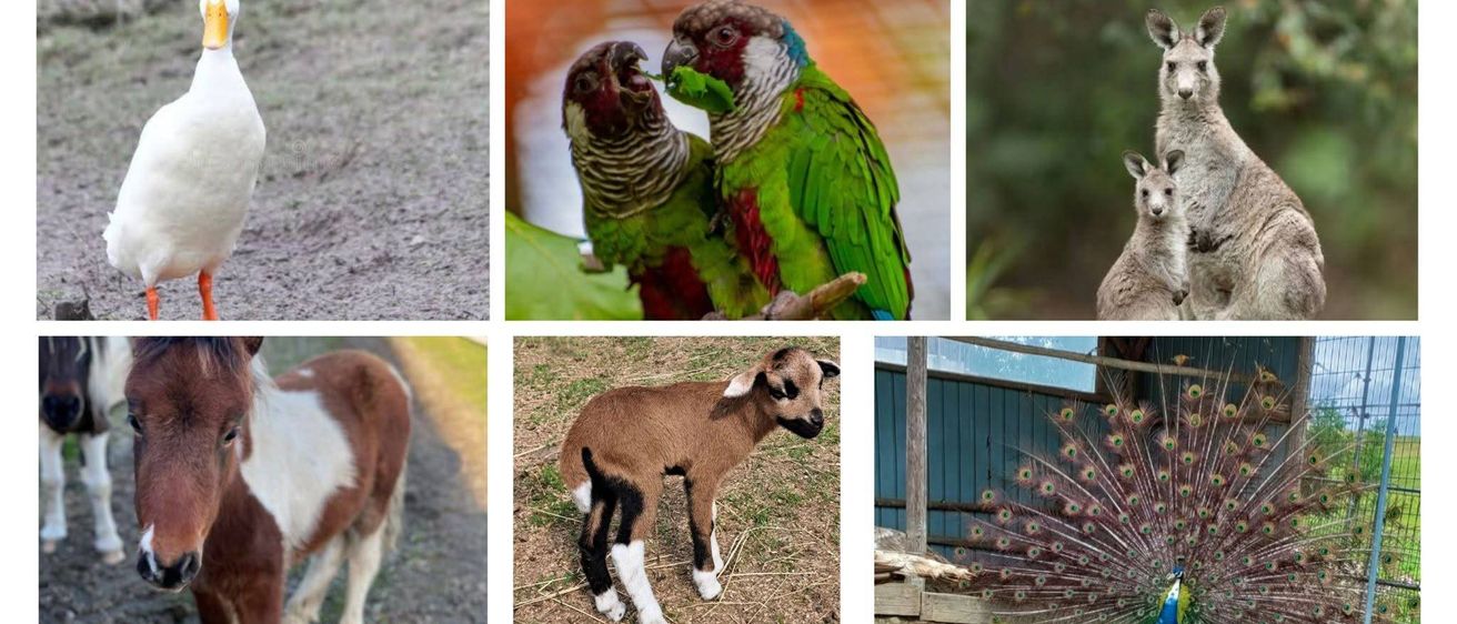 Eine Collage verschiedener Bauernhoftiere, darunter Schweine, Alpakas, Enten, Papageien, Pferde und Pfauen. Jedes Tier ist in einer anderen Umgebung zu sehen, einige auf Gras und andere in einem eingezäunten Bereich.
