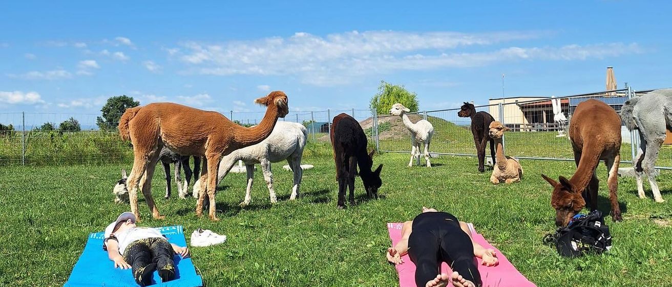 Zwei Personen liegen auf Yogamatten in einem Grasfeld mit Alpakas. Einer liegt auf einer blauen Matte und der andere auf einer rosa Matte. Alpakas grasen und stehen im Hintergrund.