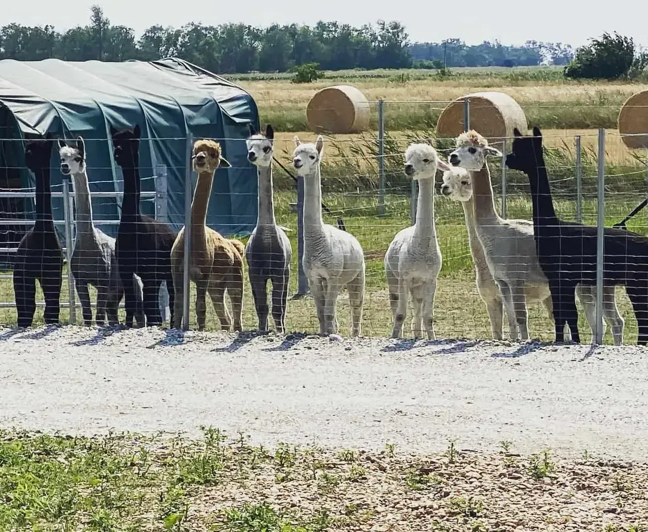 Eine Gruppe von Alpakas steht in einem eingezäunten Bereich. Einige sind braun und andere weiß. Im Hintergrund befinden sich ein Zelt und Heuballen.