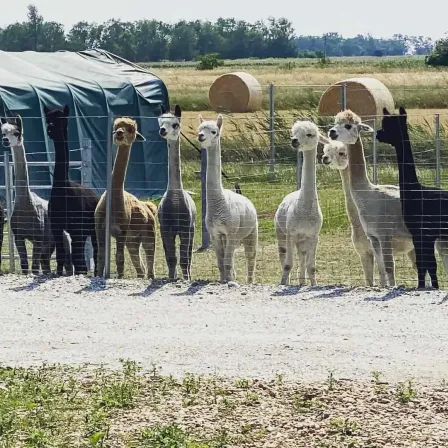 Eine Gruppe von Alpakas steht in einem eingezäunten Bereich. Einige sind braun und andere weiß. Im Hintergrund befinden sich ein Zelt und Heuballen.