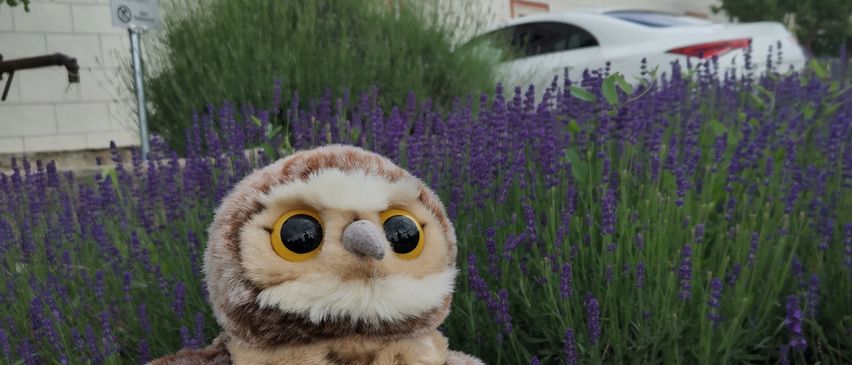 Ein gehäkeltes Eulenspielzeug sitzt auf einem Felsen vor einem Lavendelfeld, mit einem weißen Auto und einem Gebäude im Hintergrund.