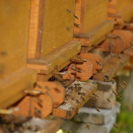 v1_migrated_image_38840073