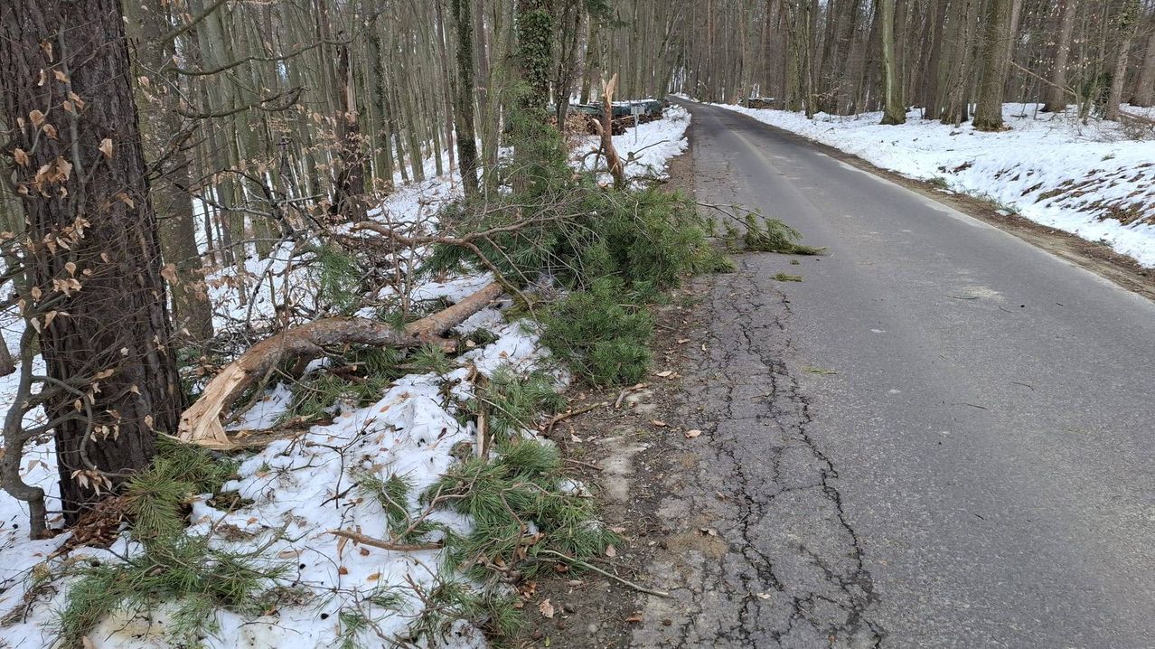 Ein umgestürzter Baum blockiert die Seite einer verschneiten Straße im Wald. Schnee bedeckt den Boden und Äste.
