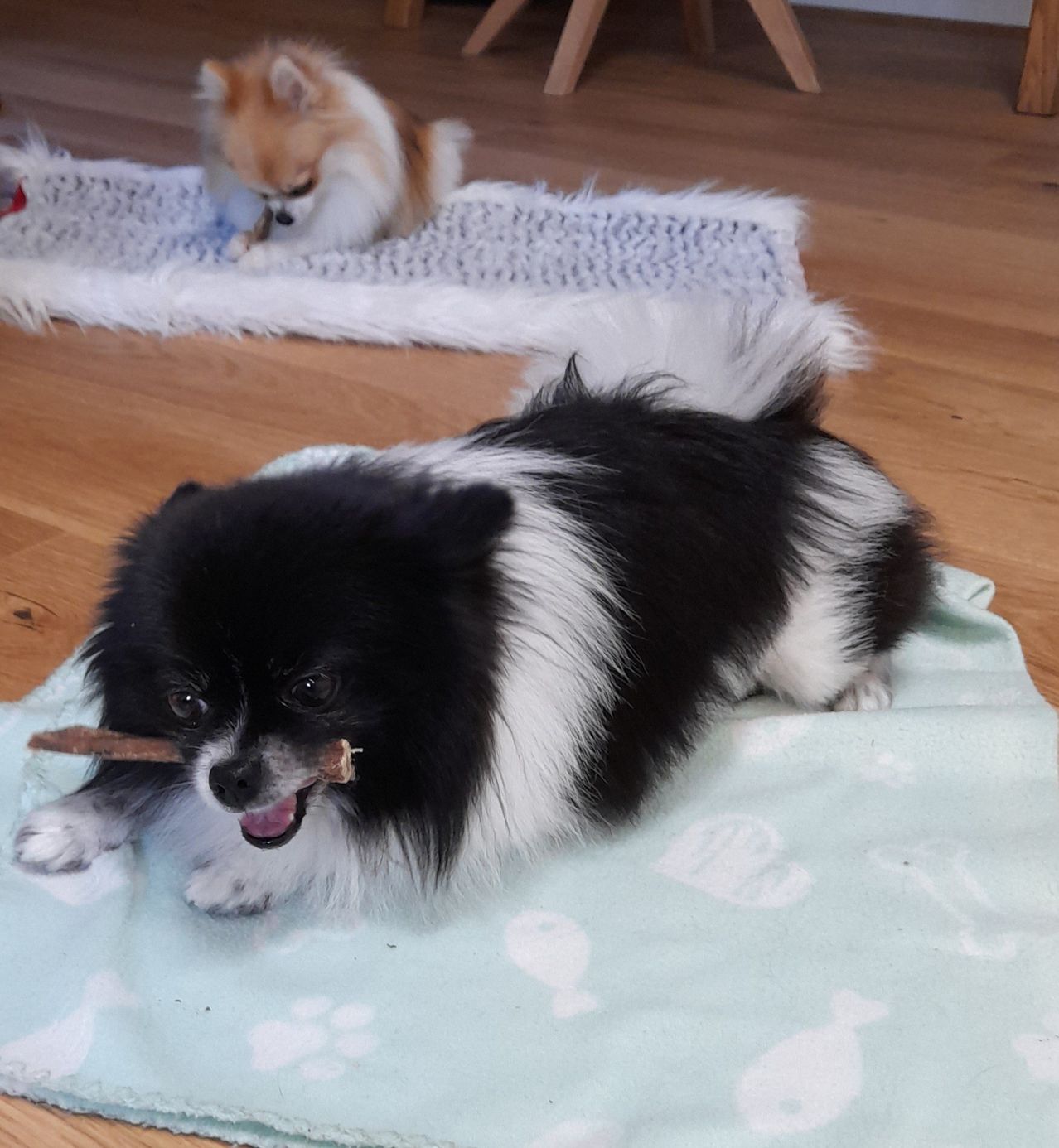 Zwei kleine Hunde sind auf dem Holzboden. Der schwarz-weiße Hund kaut auf einem Stock, während er auf einer blauen Decke liegt. Ein brauner Hund sitzt auf einer weißen Decke.