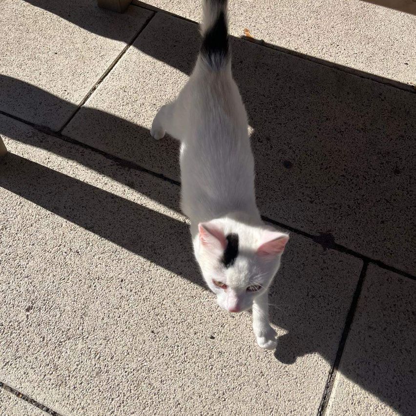 Eine weiße Katze mit schwarzen Flecken am Schwanz und auf der Stirn steht auf einem gefliesten Boden.