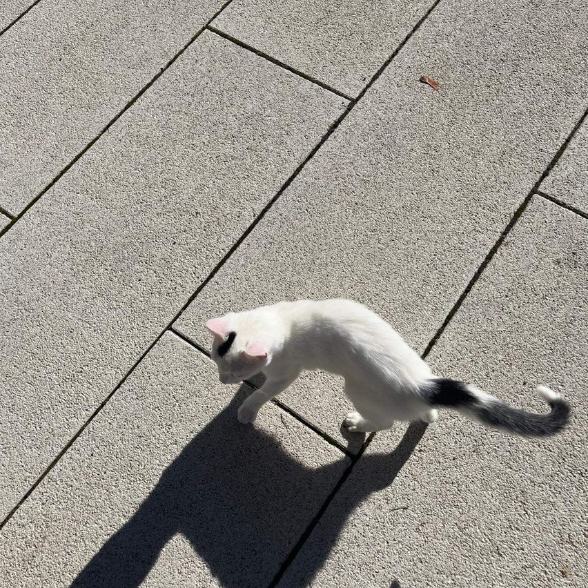 Eine weiße Katze mit schwarzem Schwanz läuft auf einer Betonoberfläche. Der Schatten der Katze wird auf den Boden geworfen.