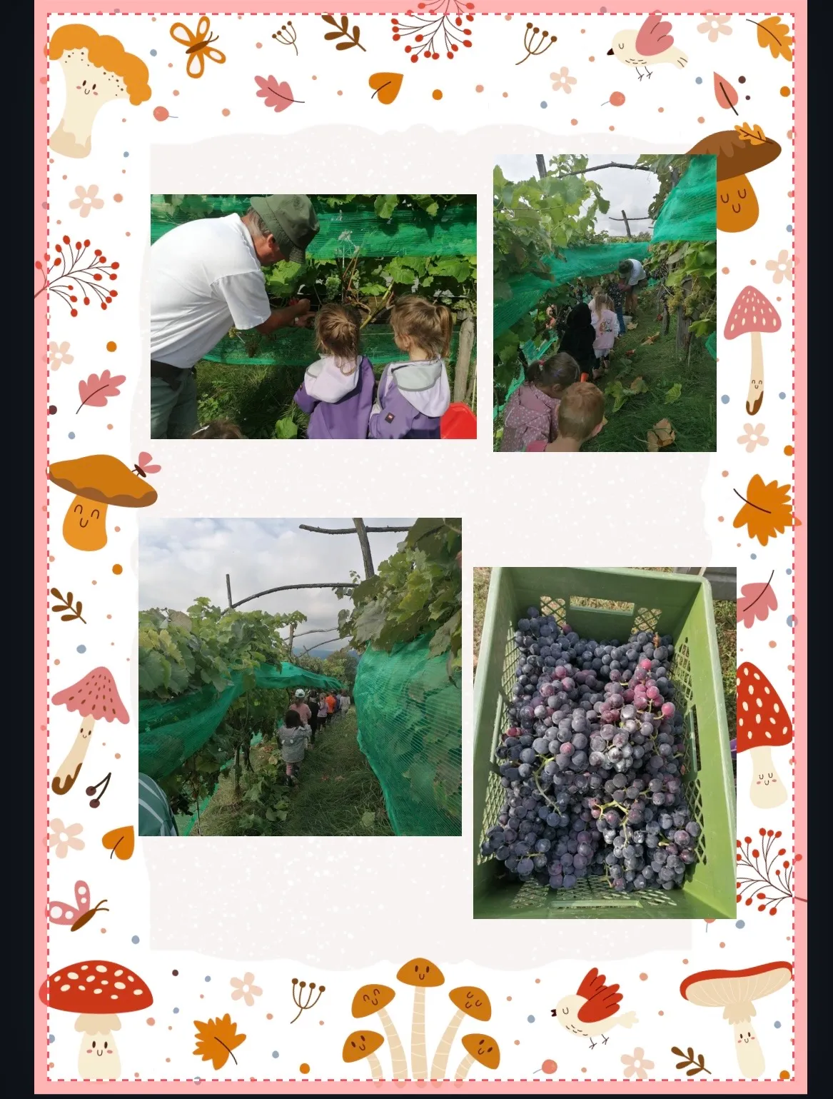 Eine Collage von Fotos zeigt Menschen, die in einem Weinberg Trauben pflücken, mit einem Mann, Kindern und Traubenbüscheln in einem grünen Korb.