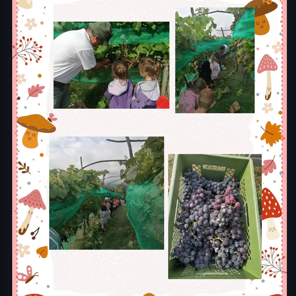 Eine Collage von Fotos zeigt Menschen, die in einem Weinberg Trauben pflücken, mit einem Mann, Kindern und Traubenbüscheln in einem grünen Korb.