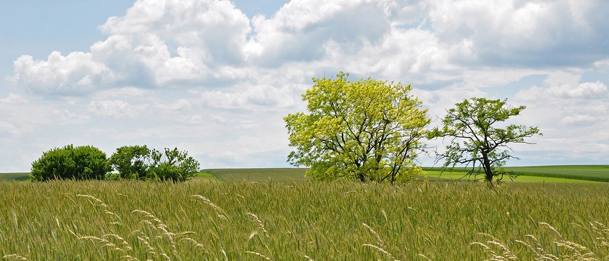 Ein Grasfeld mit einigen Bäumen unter einem teilweise bewölkten Himmel. Die Bäume haben hellgelbe Blätter.