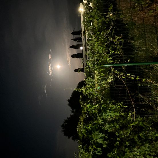 Bild enthält, Flare, Light, Nature, Outdoors, Night, Moon, Weather, Plant, Ivy, Garden