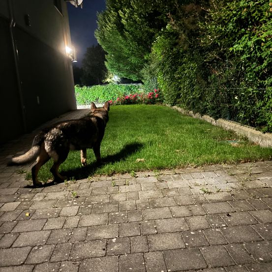 Bild enthält, Flagstone, Path, Walkway, Road, Cobblestone, Dog, Sidewalk, Slate, City, Grass