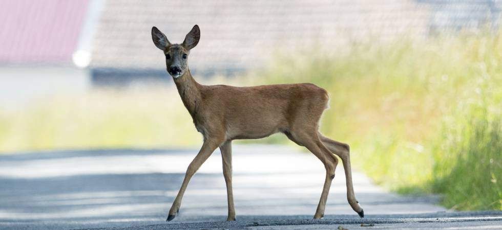 Ein Reh läuft auf der Straße und schaut nach links. Die Straße ist leer, mit Gras und einem Gebäude im Hintergrund.