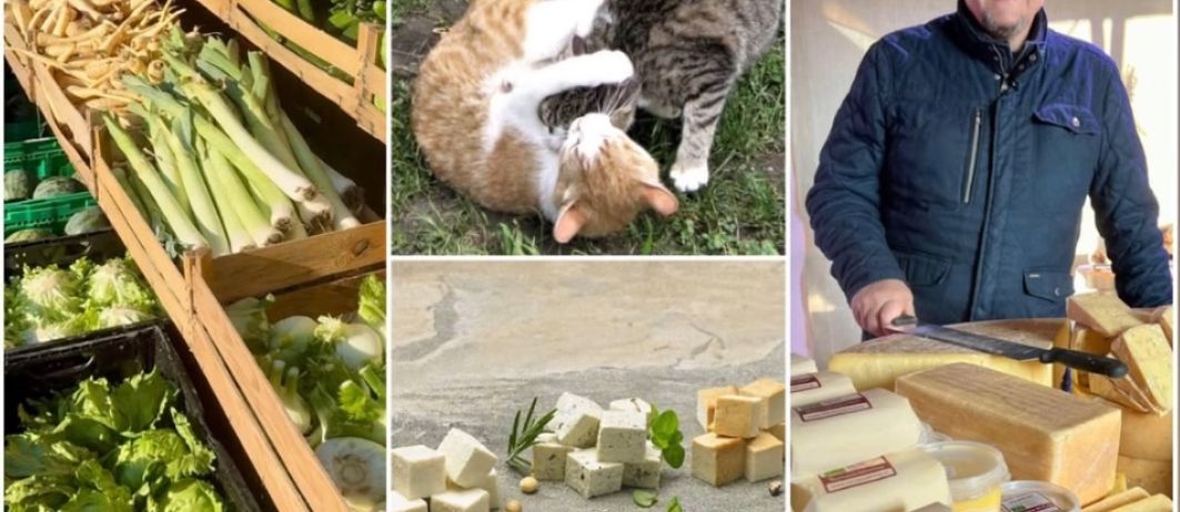 Eine Collage aus Bildern zeigt frisches Gemüse, eine Katze, einen Mann, Käse und Fisch. Der Text oben zeigt, dass die Veranstaltung am Samstag, den 3. Januar, von 9:00 bis 14:00 Uhr stattfindet.
