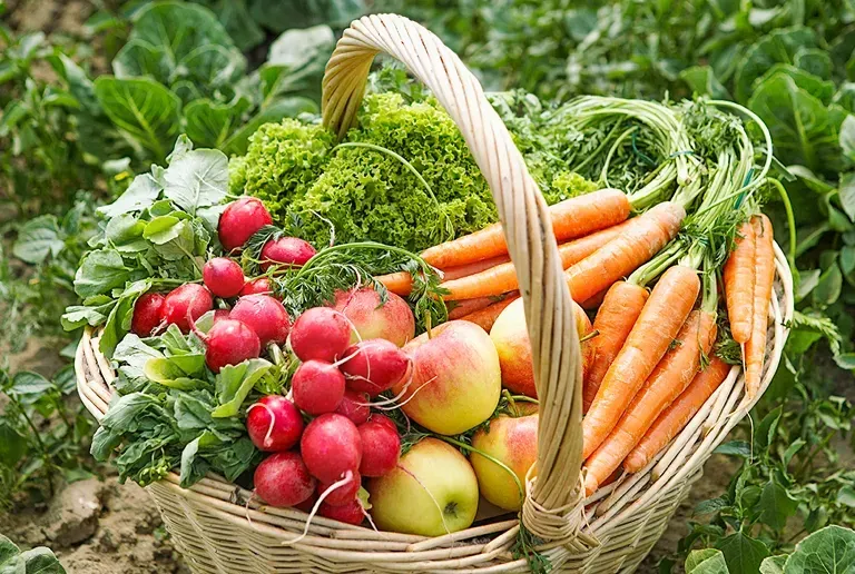 Ein Korb aus Weide gefüllt mit frischen Produkten, einschließlich Radieschen, Karotten, Salat und Äpfeln, auf einem grünen Feld.