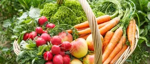 Ein Korb aus Weide gefüllt mit frischen Produkten, einschließlich Radieschen, Karotten, Salat und Äpfeln, auf einem grünen Feld.