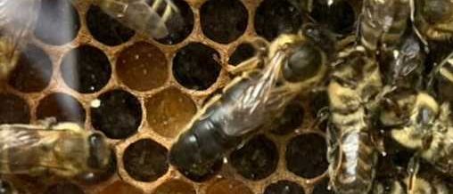 Bild enthält, Animal, Bee, Insect, Wasp, Honey Bee, Apidae, Bumblebee