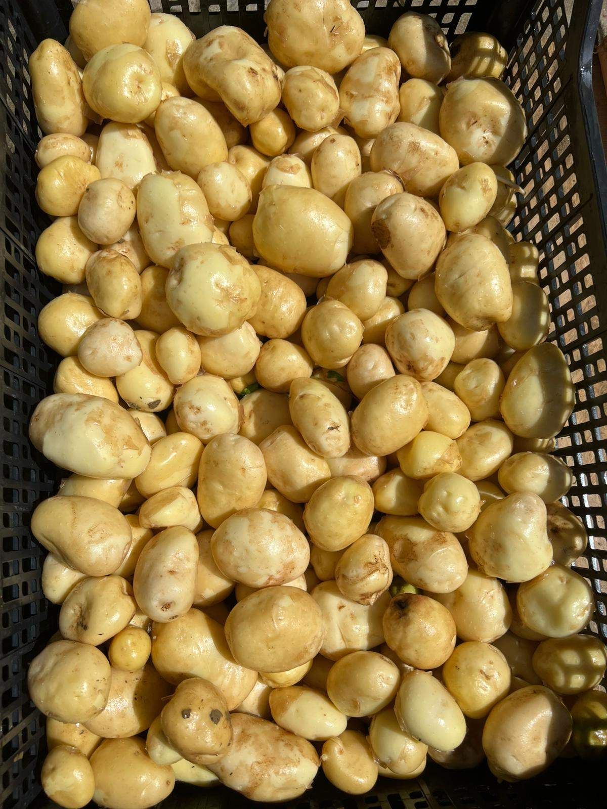 Ein schwarzer Korb voller gelber Kartoffeln. Die Kartoffeln sind unterschiedlich groß und haben einige braune Flecken.