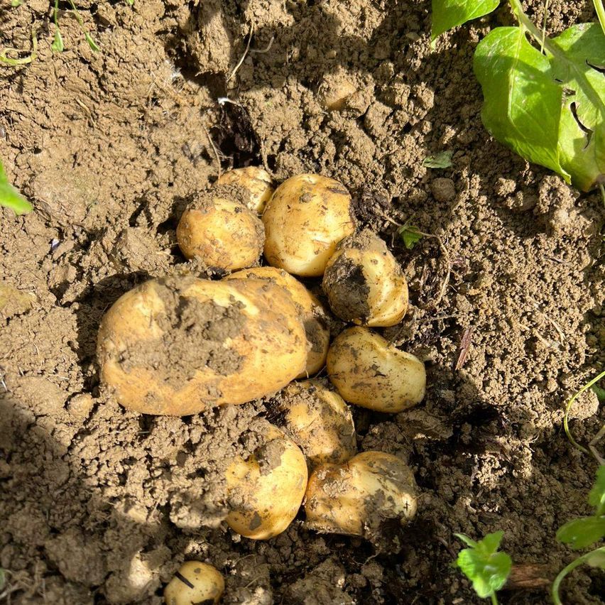 Eine Nahaufnahme von mehreren Kartoffeln mit Erde, die in einem Garten wachsen. Sie sind leicht braun mit einigen schwarzen Flecken.