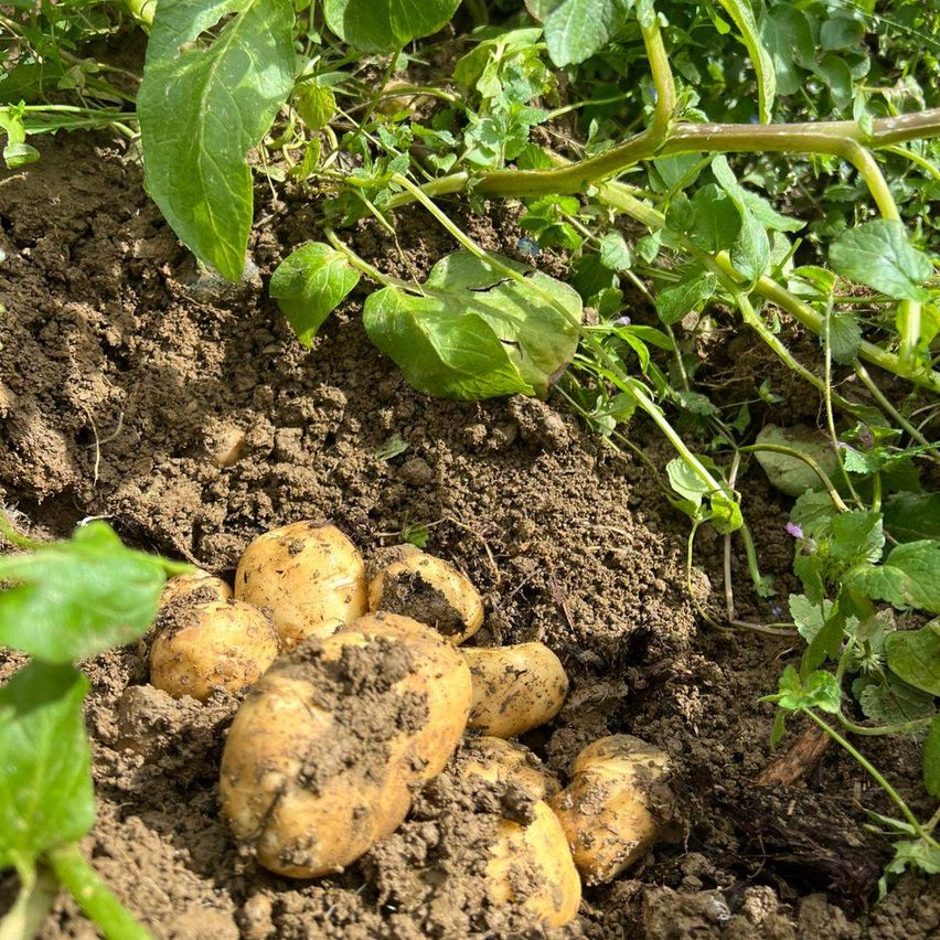 Kartoffeln sind teilweise im Boden vergraben, umgeben von grünen Blättern und Stängeln. Der Boden ist braun mit kleinen Steinen.