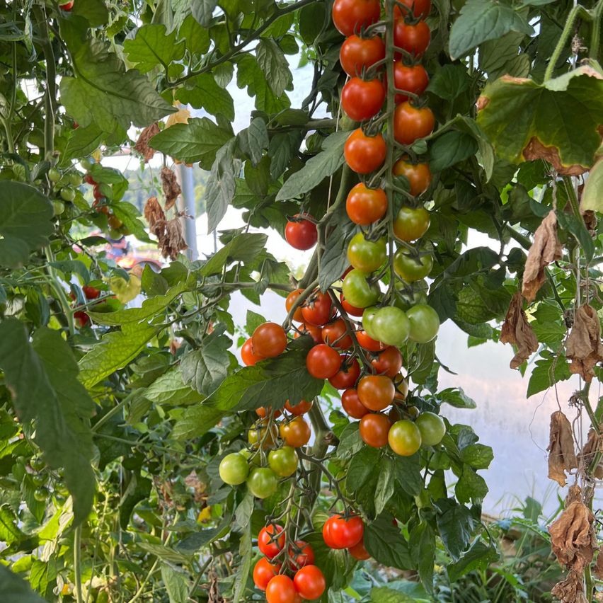 Eine Nahaufnahme einer Tomatenpflanze mit Clustern roter und grüner Tomaten, die von ihren Zweigen hängen, umgeben von üppigen grünen Blättern.