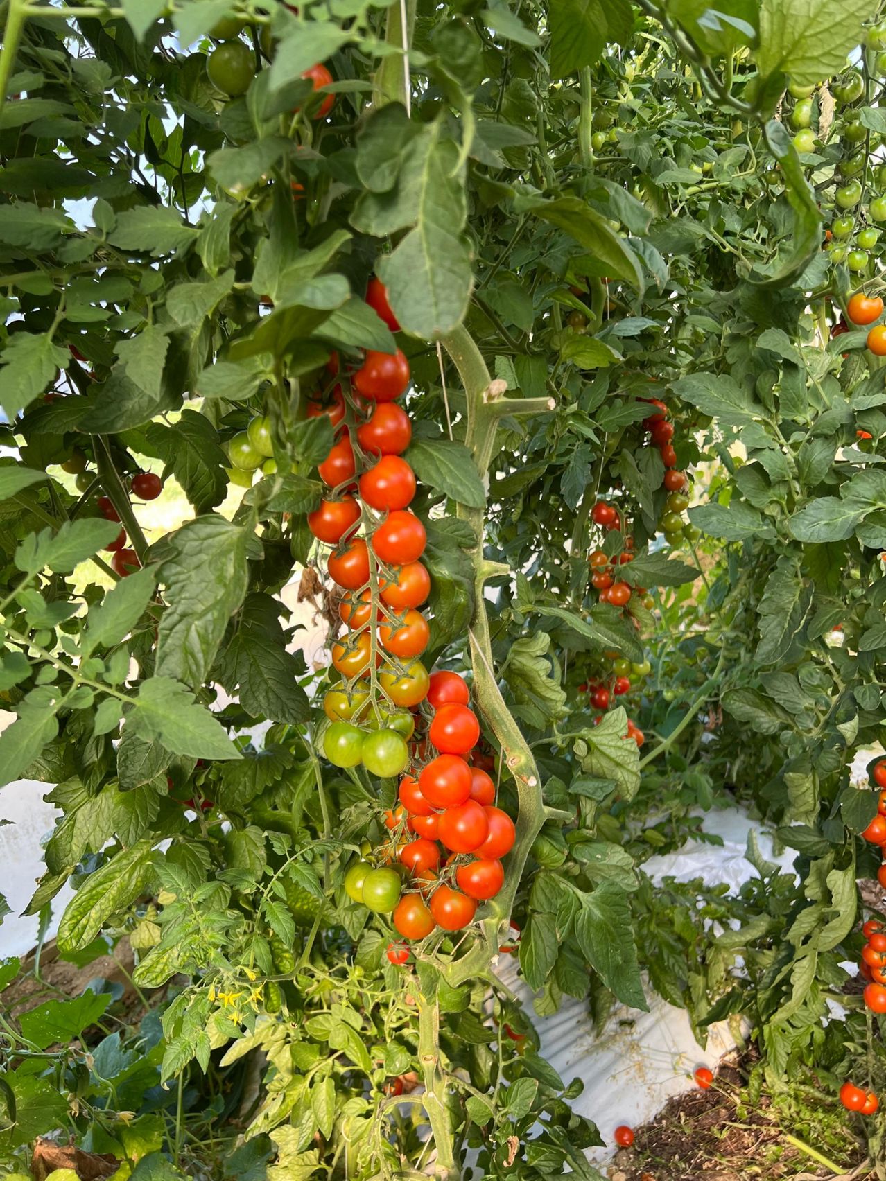 Eine Nahaufnahme einer Tomatenpflanze mit Clustern roter und grüner Tomaten, die von den Zweigen hängen.