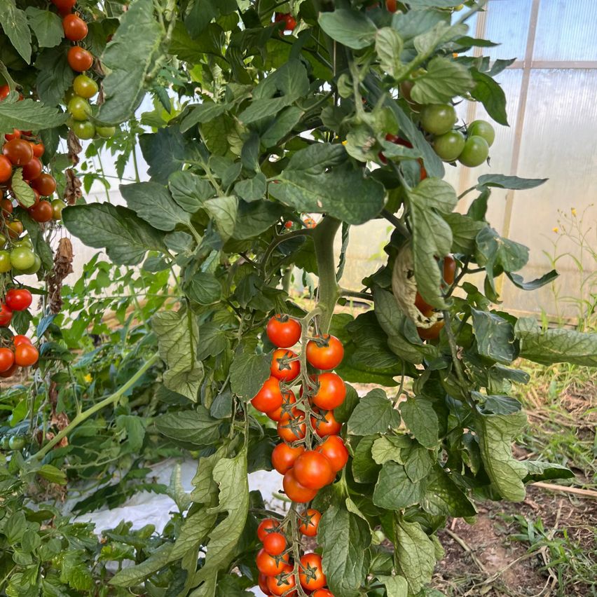 Ein Nahaufnahme einer Tomatenpflanze mit Clustern reifer roter und grüner Tomaten, die von ihren Zweigen hängen, vor dem Hintergrund eines Gewächshauses.